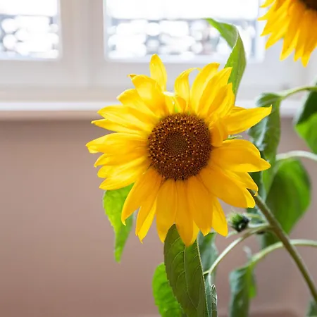 Le Repaire Du Chanceux Sélestat
